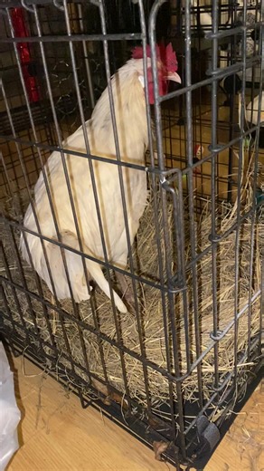 When the chickens get sick, they come inside. #FarmLife