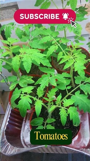 Growing vegetables indoors