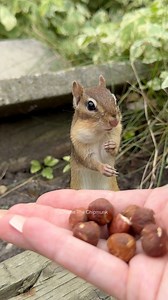 1.4M views · 9.9K reactions | DON’T MAKE A MOVE! ✋ #shorts #funny #comedy #animals #chipmunk #charlie #pause #wait #go #obedience #cute #nature #wildlifeplanet | Charlie The Chipmunk | Facebook