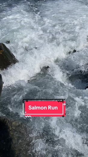 Alaska salmon run is truly a sight to see. #alaska #salmon #salmonrun #fastafboiiiii