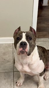 261K views · 15K reactions | I hope they welcome her with open paws #bigdaddynem #dogmomlife #newpuppy #dogfamily #talkingdog | Big Daddy Nem | Facebook