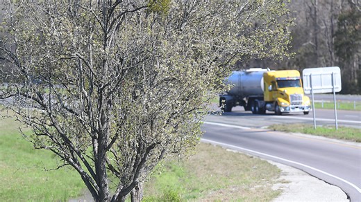 Campbell Vaughn: Try these trees rather than hated Bradford pear