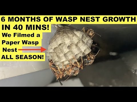 SEE ENTIRE LIFECYCLE OF A WILD PAPER WASP NEST (6 Months of Growth) IN 40 MINS! Polistes Colony!