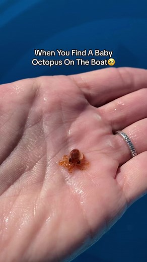 47K views · 701 reactions | Cute baby octopus dancing #octopus #babyoctopus #babyanimals #babyanimal #cuteanimals | Andriana Marie | Facebook