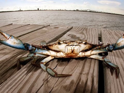 How to Catch a Crab