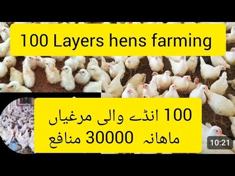 Layers hens farming white layers hens eggs laying business feasibility 100 layers hens farming