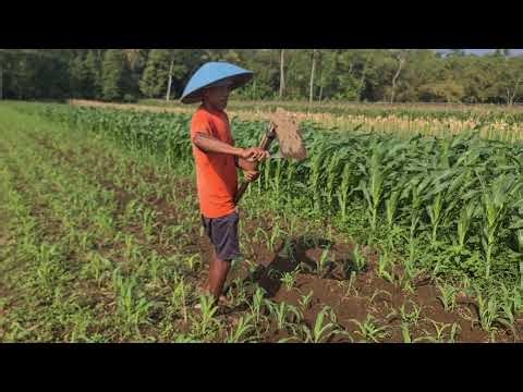 Hoeing Techniques to Get Rid of Weeds Smart Farmers — Agriculture Farming