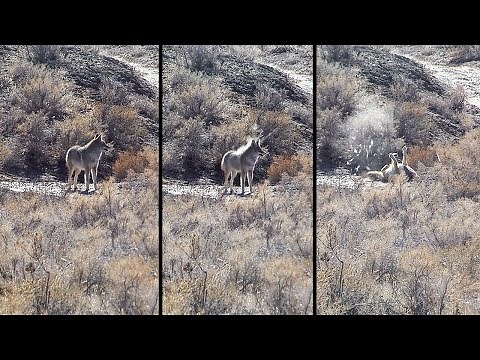 When to Play the FOXPRO X24 Loud