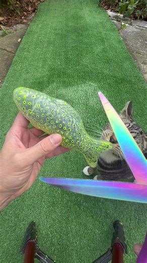 Inflating Fish. #fish #asmrsounds | fish