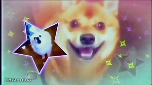 SHIBE DOGE Doggo Meme Compilation