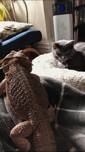 119K views · 2.1K reactions | Bearded dragon jumps on Cat... #beardeddragonbreeder #beardeddragonsofinsta #beardeddragonlife #beardedchallenge #beardeddragon #beardeddragonlizard #beardeddragonlover | Beardie Boutique | Facebook