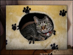 Home (I) - Carol Reed: Bosch's Damnation Walkthrough