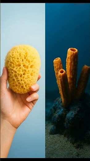 From Ocean to Bathroom – The Journey of Euspongia! 🌊🧽