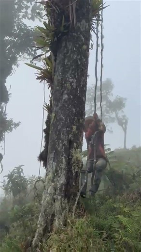 Man Swings from Vine Right Into a Tree