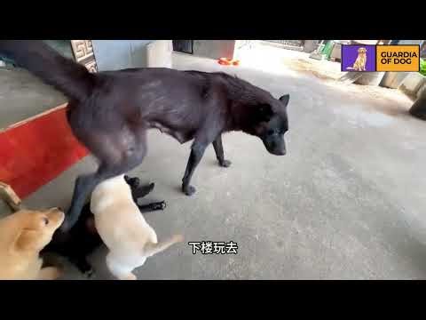 A Day with My Puppies and Cat | My Daily Routine with Puppies and My Cat