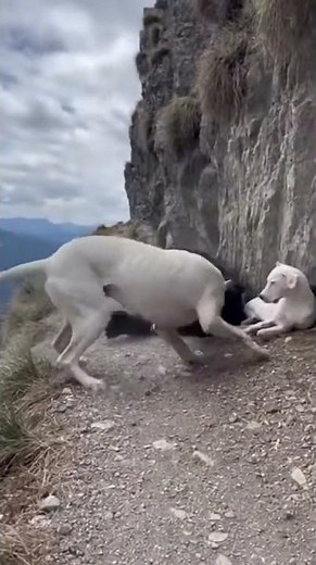 Hero Dogo Argentino Defends Puppy Against Mountain Bear