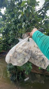 437K views · 15K reactions | chim yến #phuocdoanday | Phước Đoàn Đây | Facebook