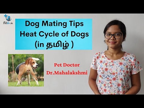 Dog Heat Cycle - Guide for mating/Breeding - In Tamil - Pet Doctor | Dr.Mahalakshmi