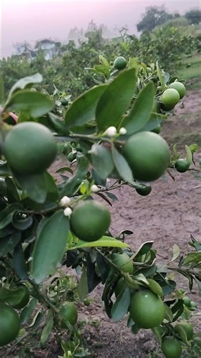 Flowering on lemon #lemon #farming
