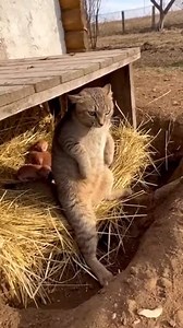 A Mother cat protecting kittens 🐱☘️ #cat #kittens | Lifeline Tails