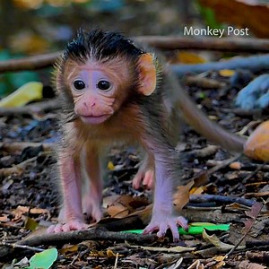 6.1K views · 752 reactions | Most lovely baby Monkey Sugar, face look super cute learn walking step by step | Monkey Post | Facebook