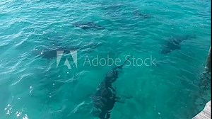 Bull Sharks (Carcharhinus leucas) cruising around the marina in Alice Town, North Bimini, Bahamas