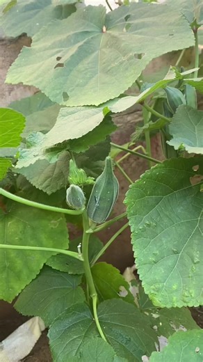 Culture du gombo : Guide de jardinage bio