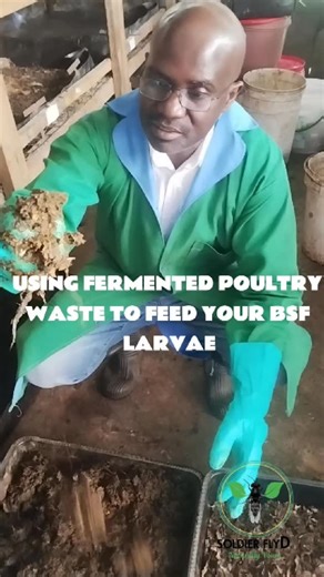 Soldier Fly Diverse Limited on Instagram: "If your Black Soldier Fly Larvae are climbing the walls of your Shamba10, your bin is likely too wet! High moisture cuts off oxygen and creates a "soup" that heats up too fast. Watch how to perform the simple "Squeeze Test" using fermented poultry waste to ensure your feed has the perfect moisture level (around 70%) before you add it to the colony. Save your larvae from escaping! #BlackSoldierFly #BSF #InsectFarming #Permaculture #poultry"