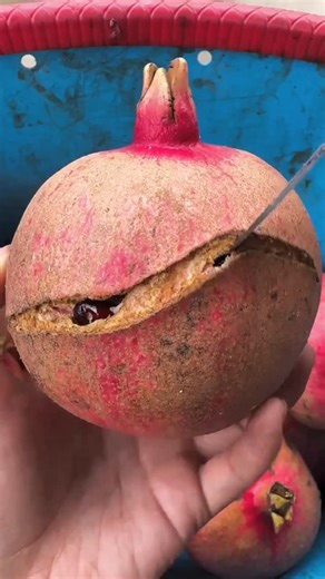 Biranda Doğa | Nar nadıl kesilir🔴🔪🔊🤤 #fruit #vegetable #pomegranate #nar #farmer | Instagram