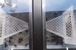 Jabeprode, le piège à frelons asiatiques le plus efficace du marché, cherche repreneur