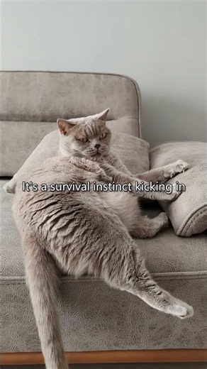Why Does Your Cat Bat at Litter After Digging?