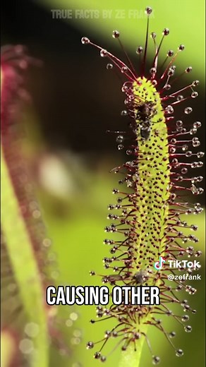 Explore the Fascinating World of Sun Spiders