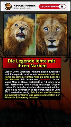 Im Reich der Löwen hinterlässt nicht jeder solche Spuren