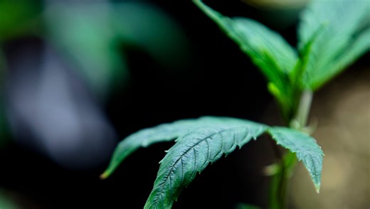 Everything you ever wanted to know about medical marijuana in Ohio