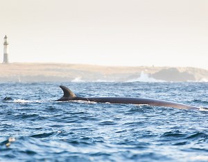 Sei Whale Tracking - Falklands Conservation