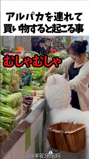 What happens when you take an alpaca shopping