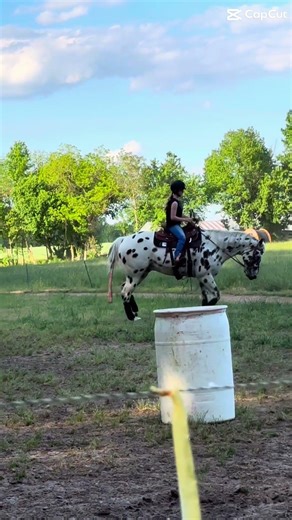 Been working on leg machanics so not worried abt head but he did so good #horse #comedy #funny #eq