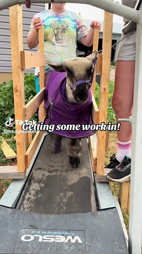 Treadmill Time and Hard Work in 4H Show Lambs
