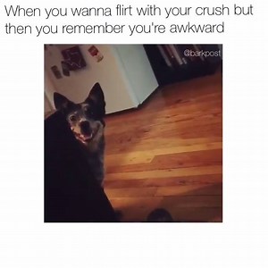 22 Awkward Moments Dogs Will Never Have To Experience ruv.me/pawkward Meme via instagram.com/barkpost/ Original vid via instagram.com/luathepup/ | BARK