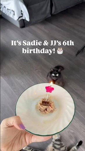 What the cats have done in 6 years 🥳 #catlife #cats #birthday