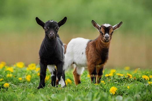 Male vs. Female Goats: 4 Key Differences