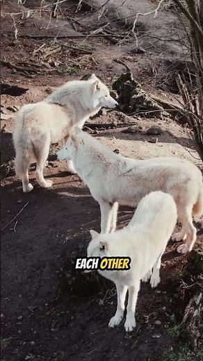 Wolves Howl to Reunite the Pack, not at the Moon