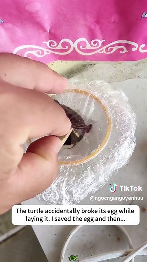 Saving Turtle Eggs: A Heartwarming Rescue Story