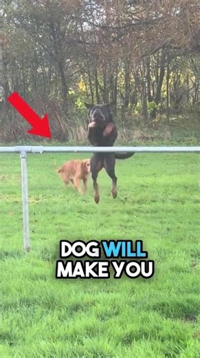 Dog jump FAIL #animals #pets