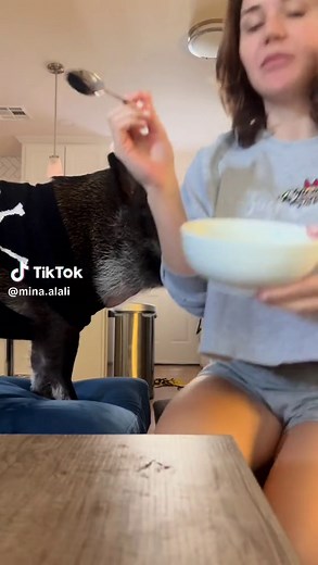 Merlin Trying Oatmeal for the First Time | Pig's Funny Reaction