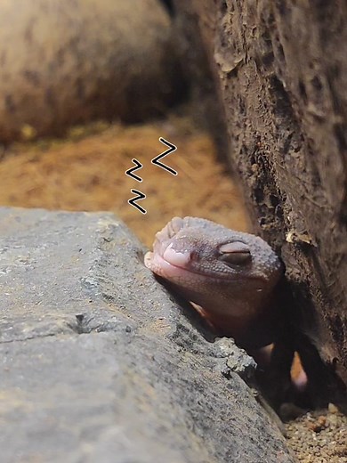 Unwind at Manila Ocean Park's World of Creepy Crawlies