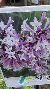 2026 Gunwi-gun Forestry Cooperative Seedling Market Price Summary by Variety Seedling Prices Tree...