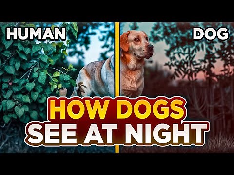 What Do Dogs really See at Night with Their Night Vision?