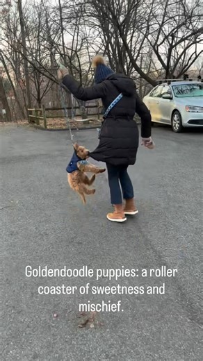 Katie Vail on Instagram: "Goldendoodle puppies: a roller coaster of sweetness and mischief. Also, RIP to my favorite J.Crew puffer coat that lasted 13 years with me and just one walk with Rosie. ☠️"
