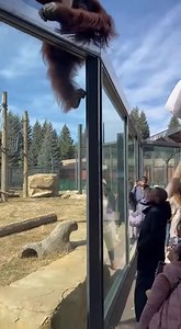 243K views · 193 reactions | Orangutan Escapes Enclosure, Sending Zoo...